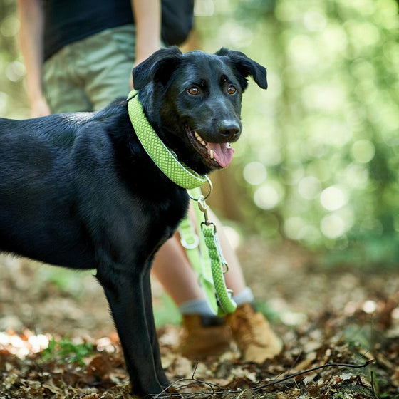 Collier pour Chien Hunter Plus Fil Taille XL Citron (45-70 cm)